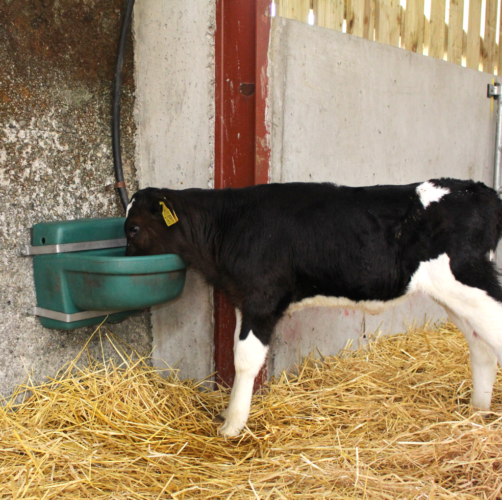 Conventional Drink Bowl (16L) Green calf drinking