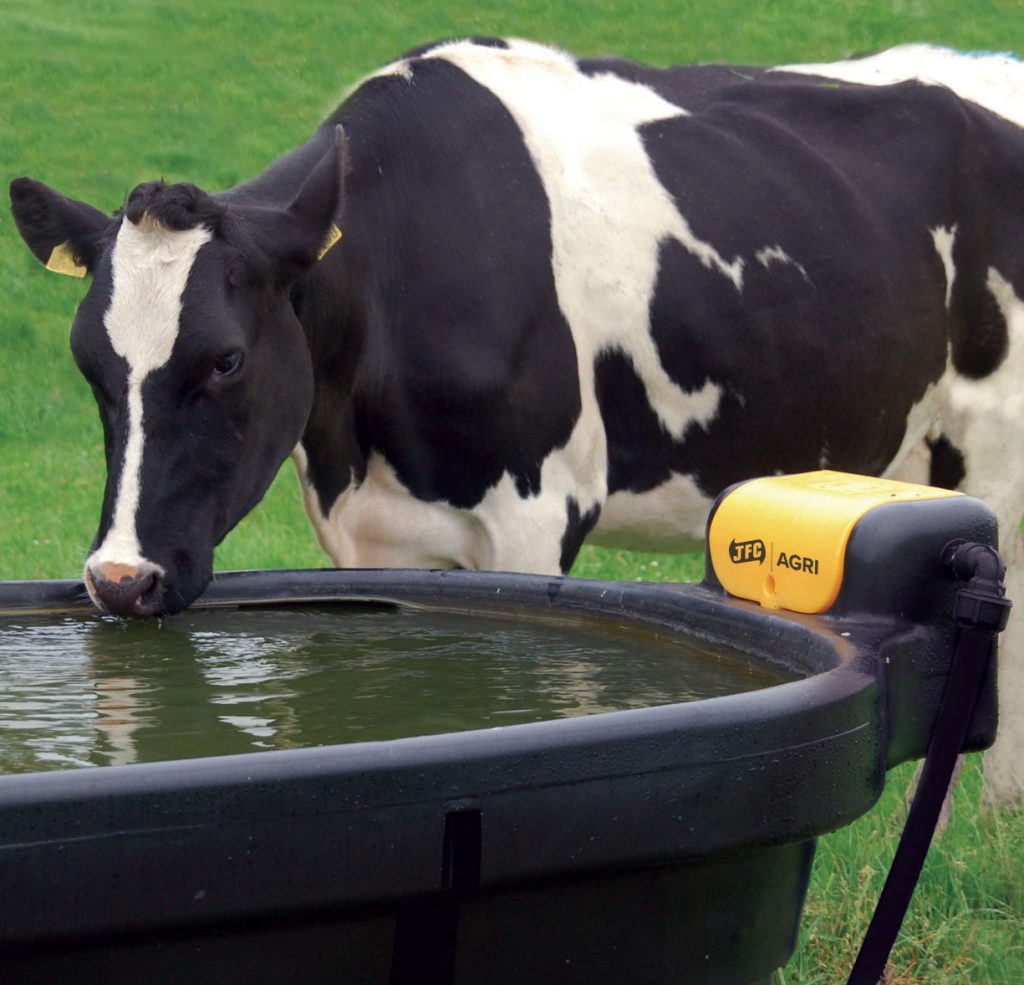 singular cow drinking from 1000 litre oval fast fill water trough