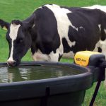 singular cow drinking from 1000 litre oval fast fill water trough