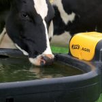 close up of cow drinking from1000 litre oval fast fill water trough
