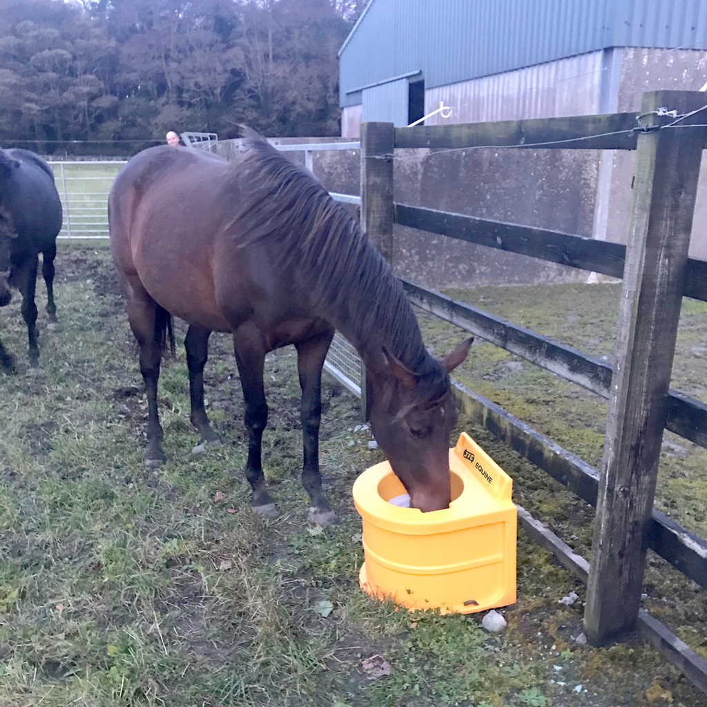 Thermal Equine Drinker (Green) horse drinking in field