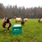 Thermal Equine Drinker (Green) in field with sheep