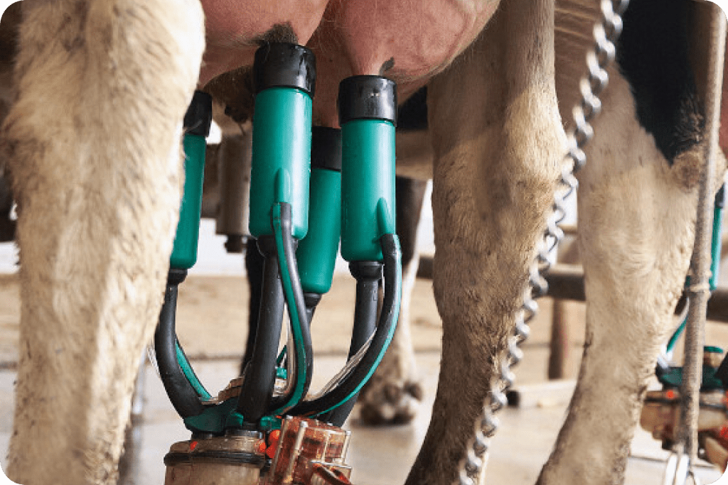 Automatic Milking Systems