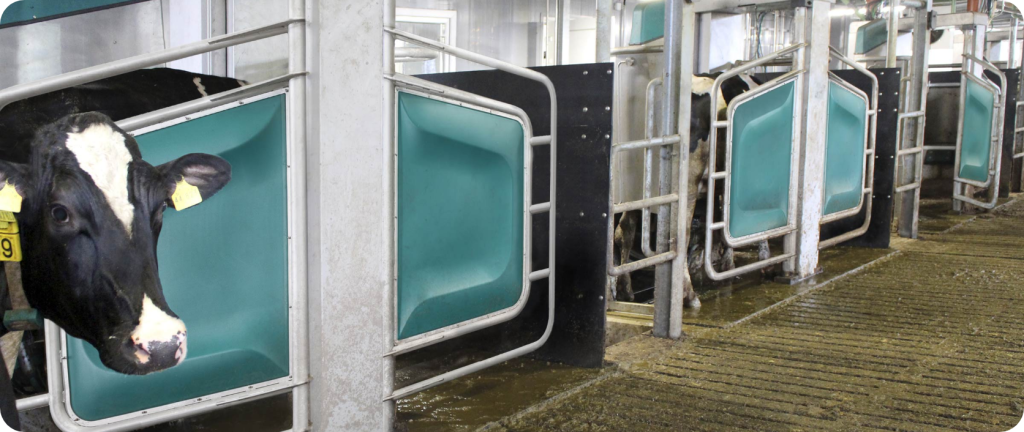 cows waiting in their pens