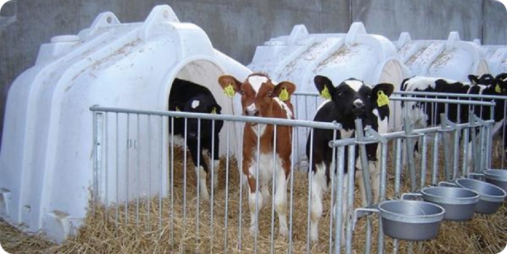 calves in pens with calf hutches