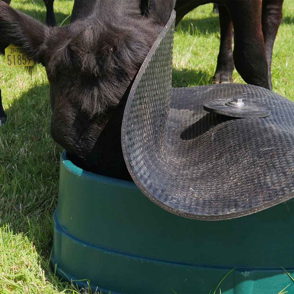 cow pushing up lid of Basis Feeder