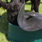 cow pushing up lid of Basis Feeder