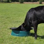 cow lifting up lid of Basis Feeder and eating