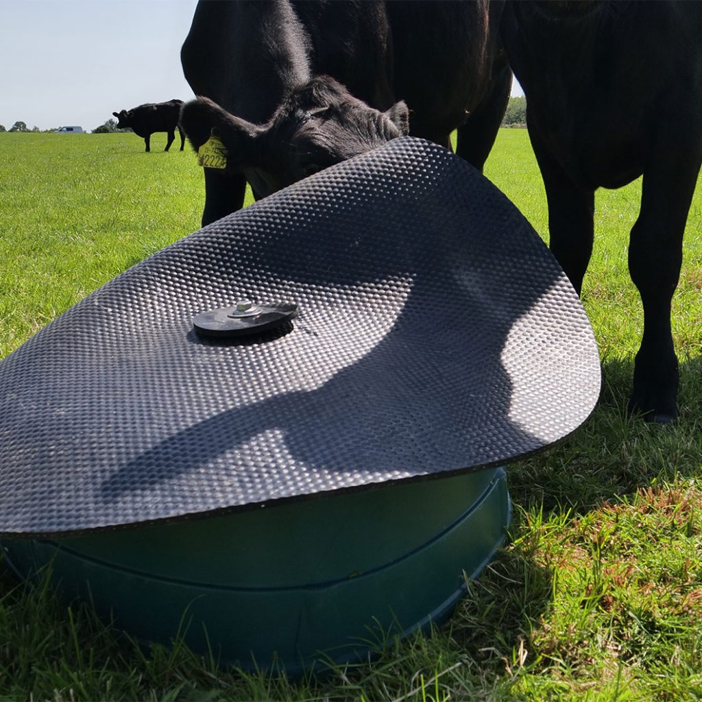 cow lifting up lid of Basis Feeder