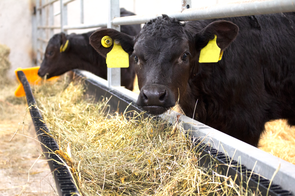 375mm x 2.3m Corri-Feed Trough cow looking at camera