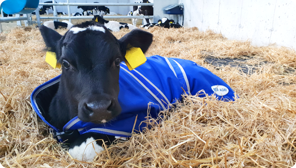 calf lying down with jacket on