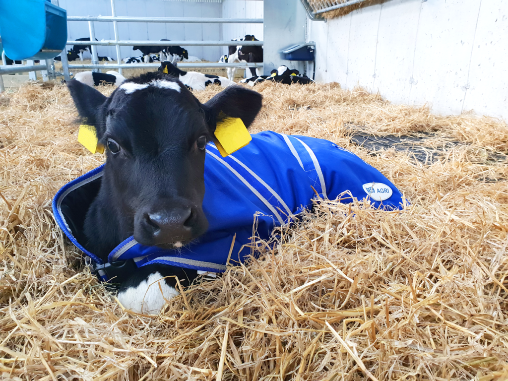 JFC Agri Calf Jacket - Large - 85cm cow lying down