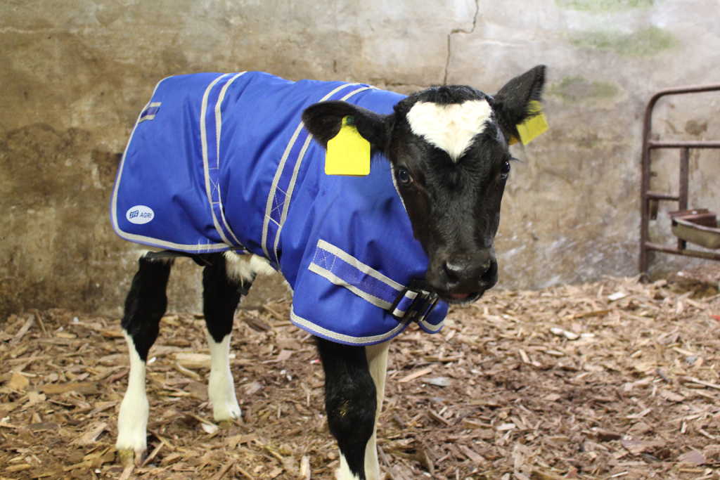 JFC Agri Calf Jacket - Large - 85cm front view