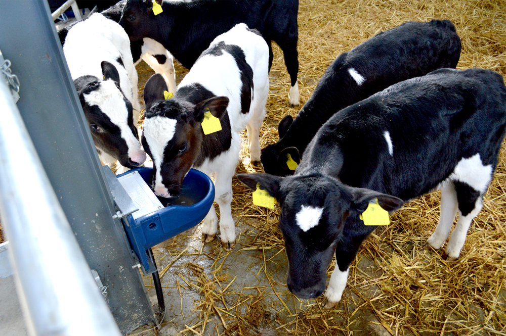 Micro Drink Bowl (Blue) calves gathering round