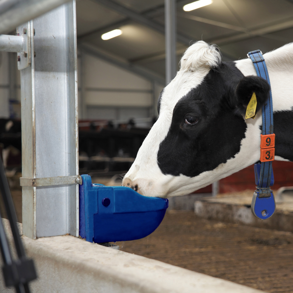 Micro Drink Bowl (Blue) cow drinking