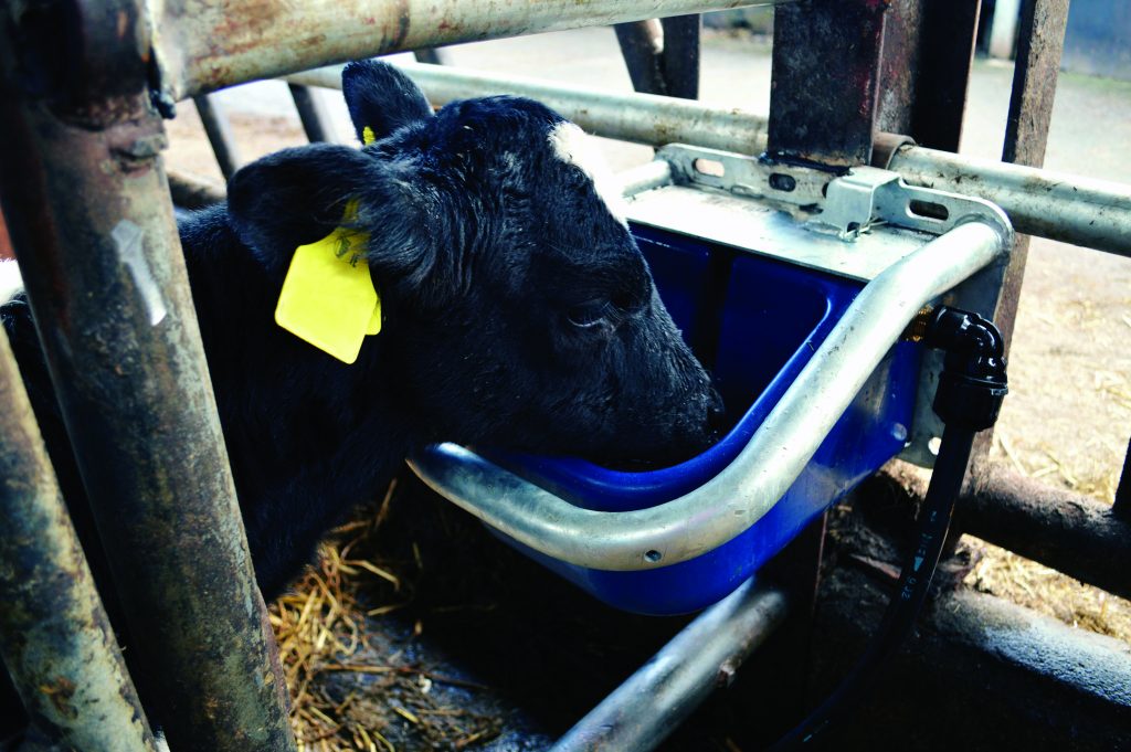 Dumpy Tip-over Drinker (Blue) calf drinking