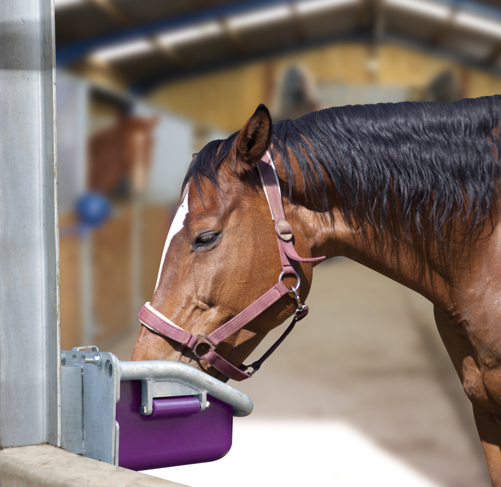 Dumpy Tip-over Drinker (purple) horse drinking