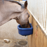 Wall Mounted Feeder (Blue) with horse eating