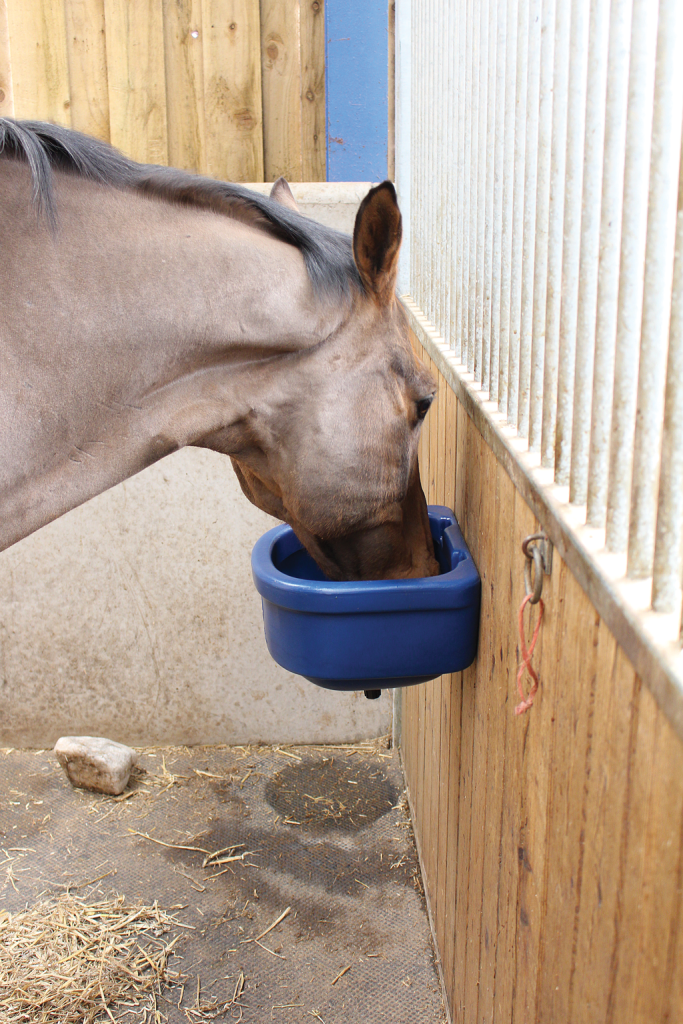 Wall Mounted Feeder (Blue) with horse eating