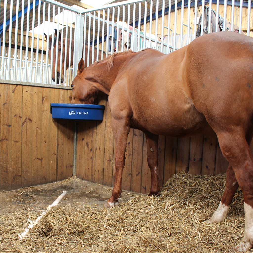 Corner Mounted Feeder (Blue) with horse eating