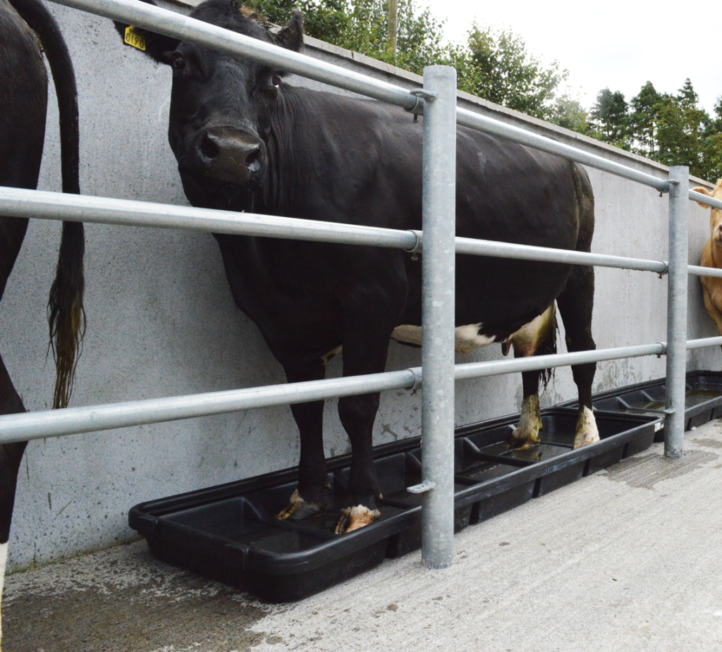 Narrow Interlocking Footbath with cow standing in it