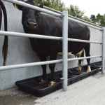 Narrow Interlocking Footbath with cow standing in it