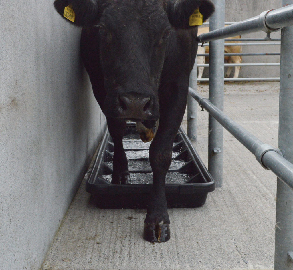 Narrow Interlocking Footbath with cow walking through