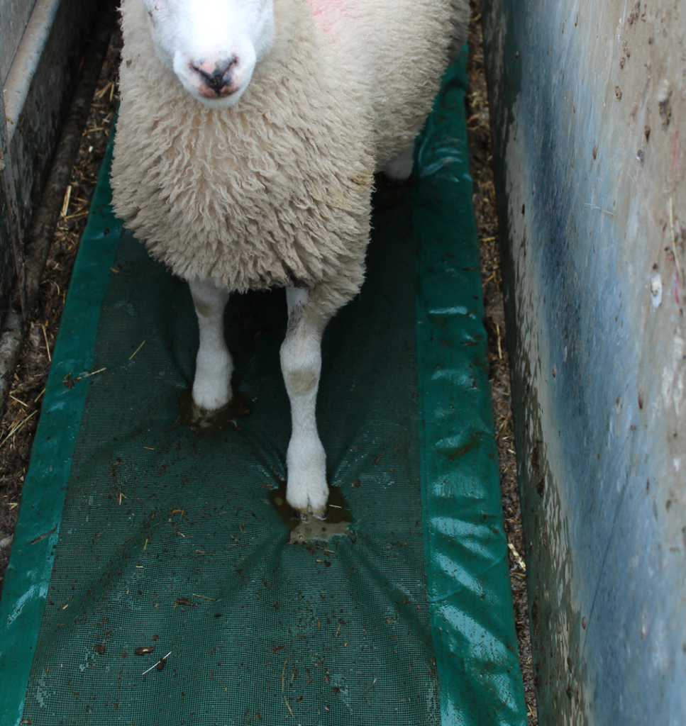 Foot Bath Foam for sheep 530mm x 2850mm sheep walking over