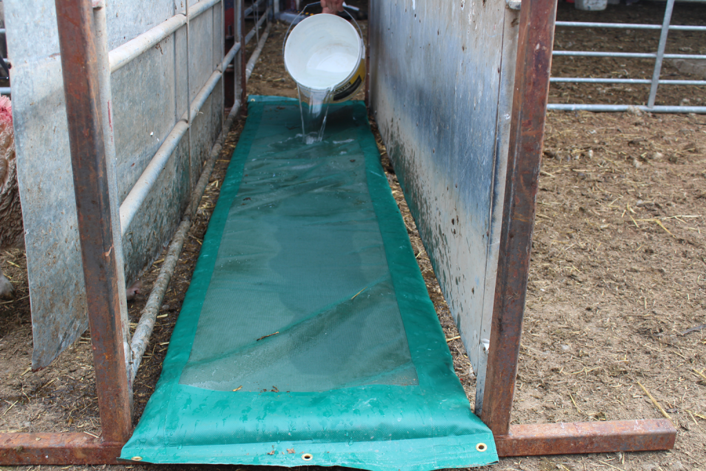 Pouring disinfectant onto Foot Bath Foam for sheep 530mm x 2850mm
