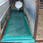 Pouring disinfectant onto Foot Bath Foam for sheep 530mm x 2850mm