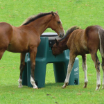 Ringfort Foal Feeder [made to order]