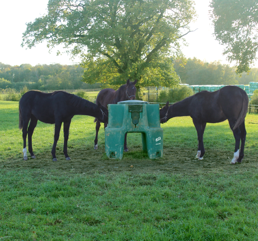 Ringfort Foal Feeder [made to order] 3 horses eating