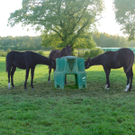 Ringfort Foal Feeder [made to order] 3 horses eating