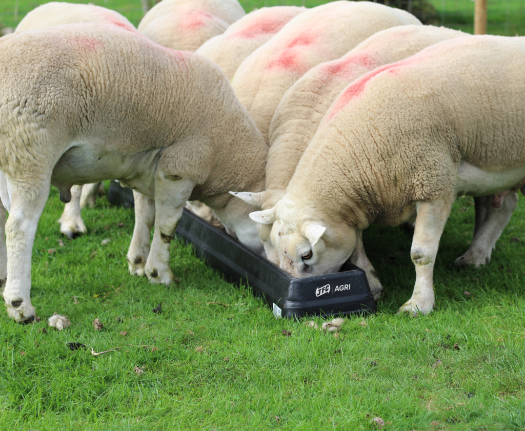 Large Ground Feed Trough with sheep eating