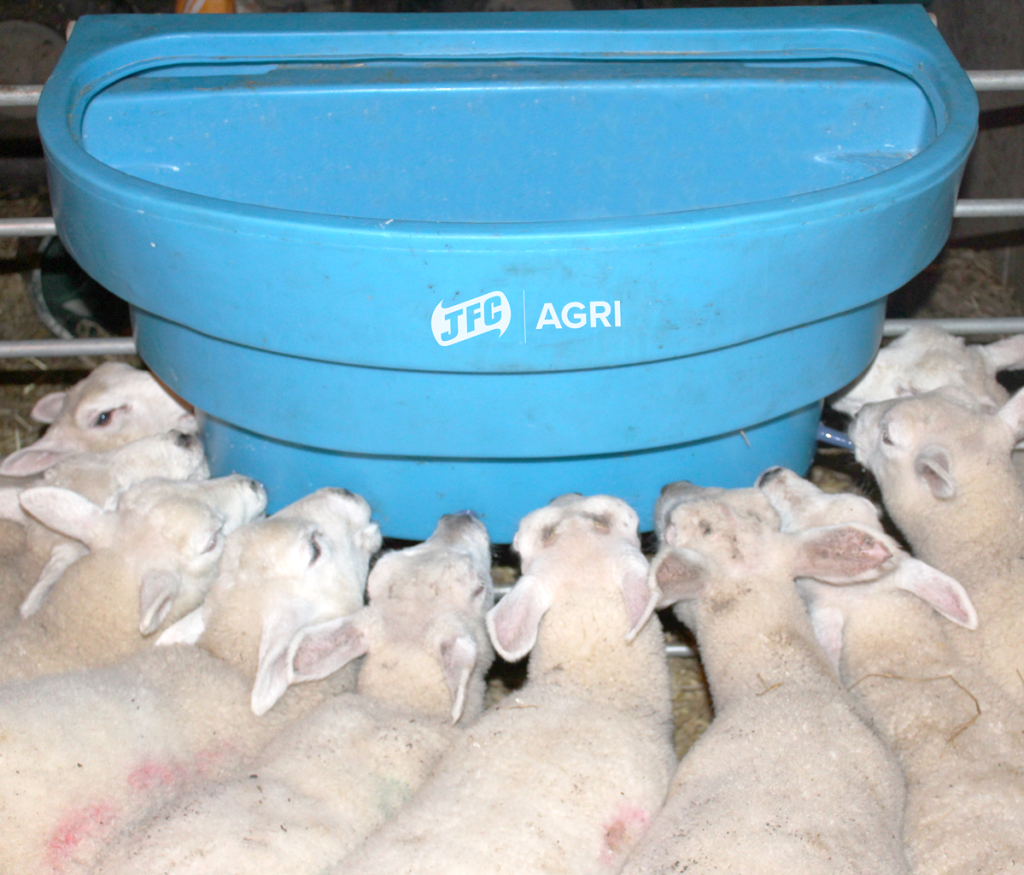 10 Teat Reservoir Calf Feeder - Lamb Teats with lambs feeding