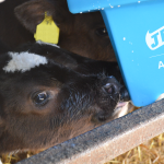 6 Teat Compartment Feeder - EazyFlow Teats with cow suckling