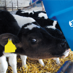 6 Teat Compartment Feeder - EazyFlow Teats with cows feeding