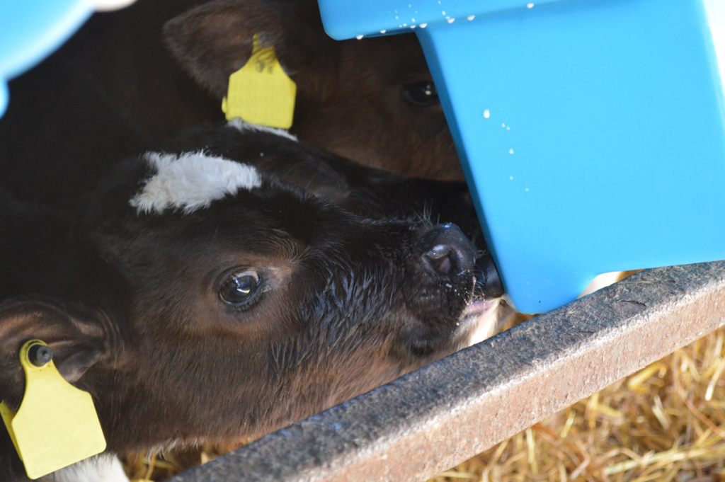 6 Teat Compartment Feeder - Starter Teats calf feeding