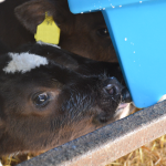 6 Teat Compartment Feeder - Starter Teats calf feeding