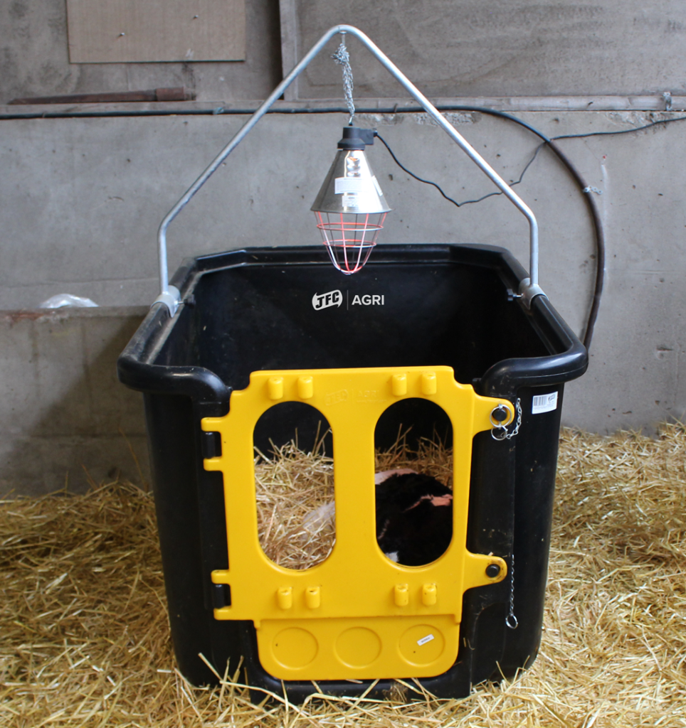 Calf Isolation Unit with calf lying down in it