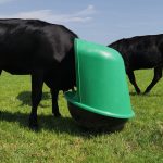 cow using Mineral Rocker Feeder side view
