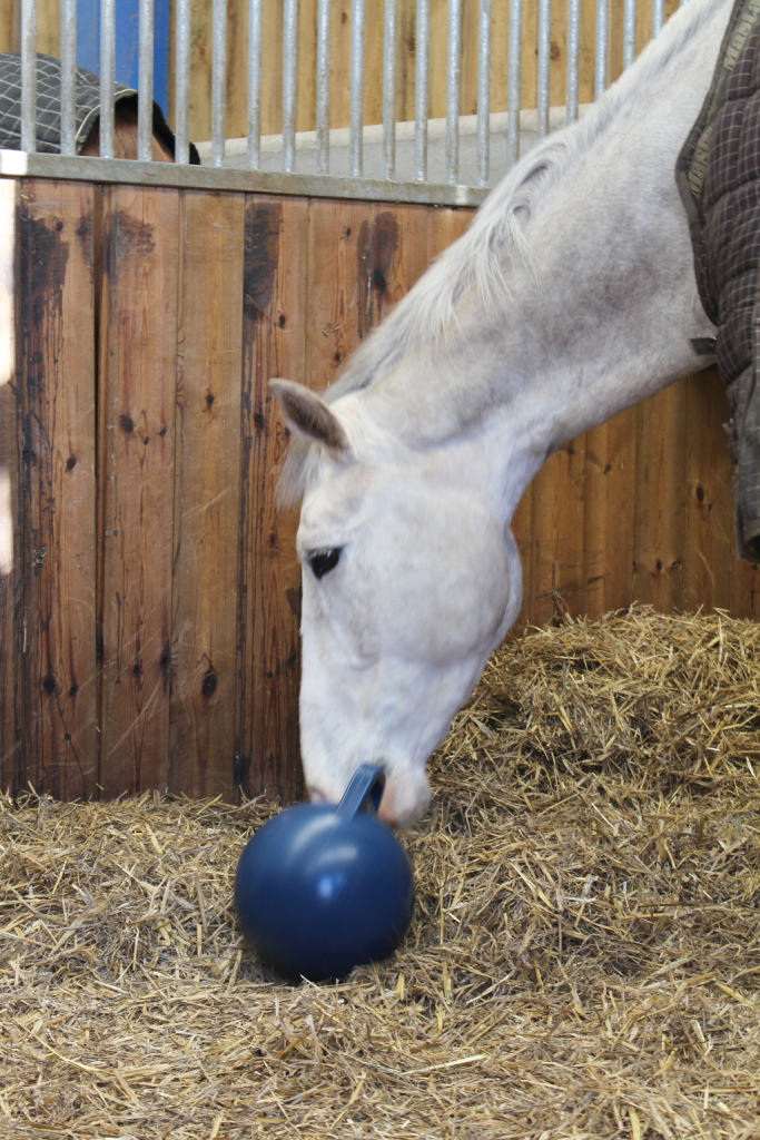 Blue horse play ball being used by horse