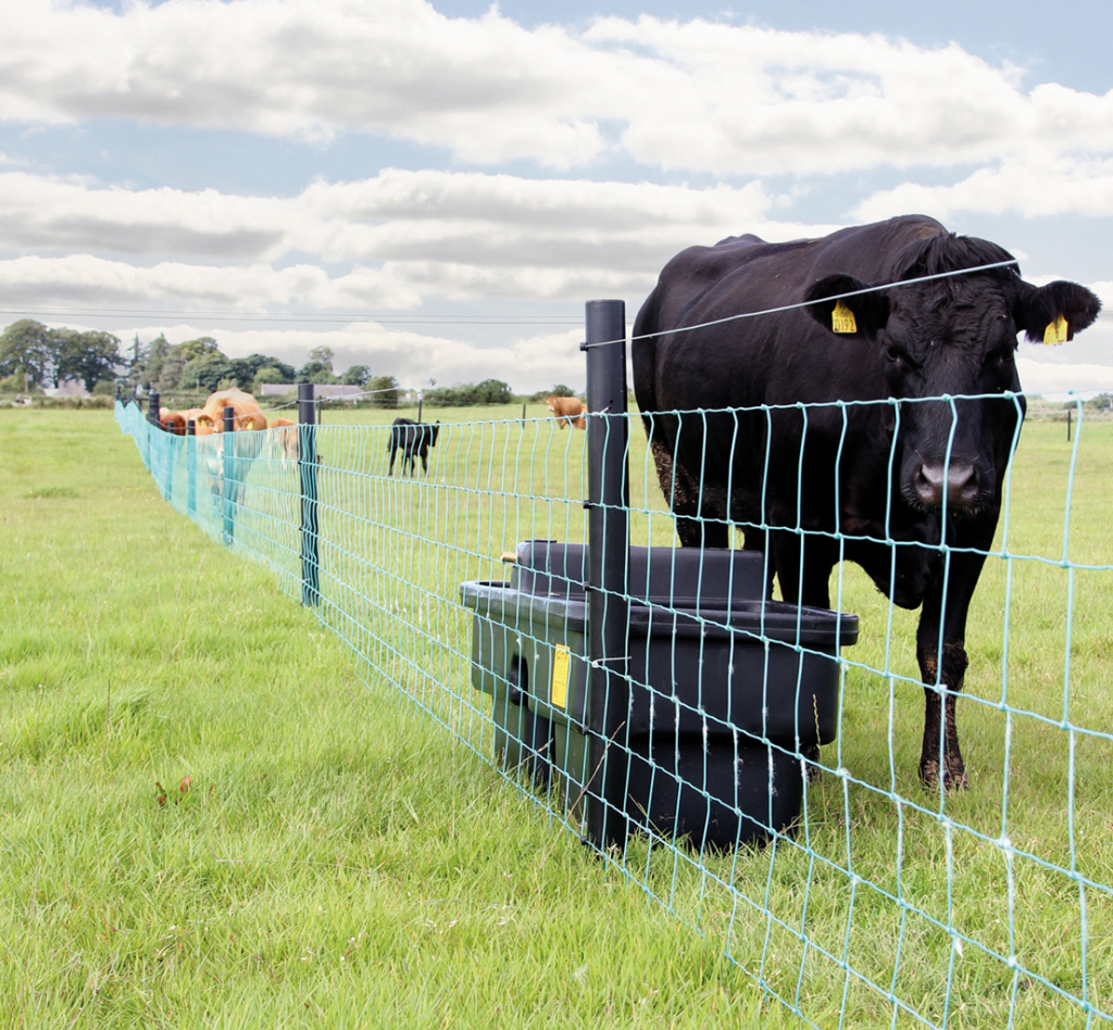 cows hanging out by 2g polyethylene hollow fence post