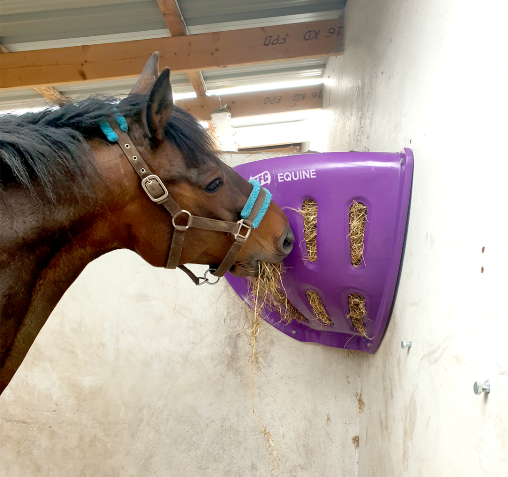 Tear Drop Hay Feeder Corner (Purple) full with hay, horse eating