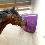 Tear Drop Hay Feeder Corner (Purple) full with hay, horse eating