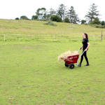 125 Litre Mini Tipping Wheelbarrow (Burgundy) full of hay being pushed across a field