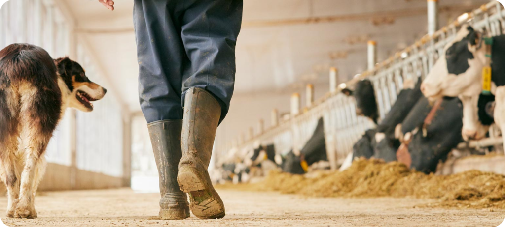 farmer walking through barn with dog & wellies on