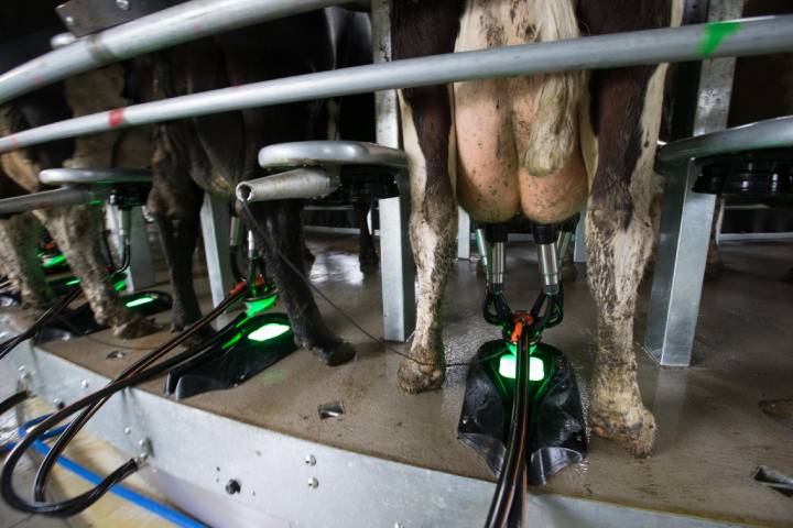 cows being milked in rotor machine