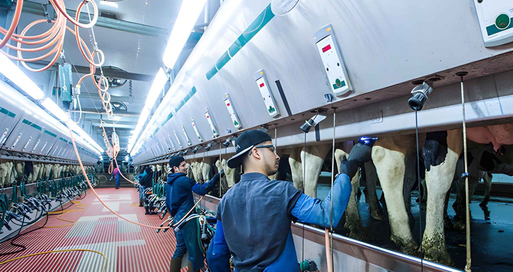 Farmers using cow brush on cows in automated milker