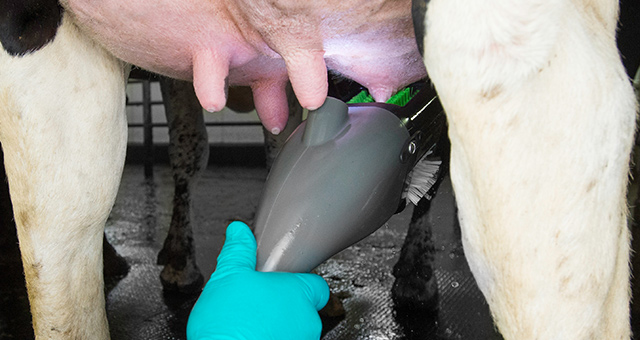using cow brush to clean udders